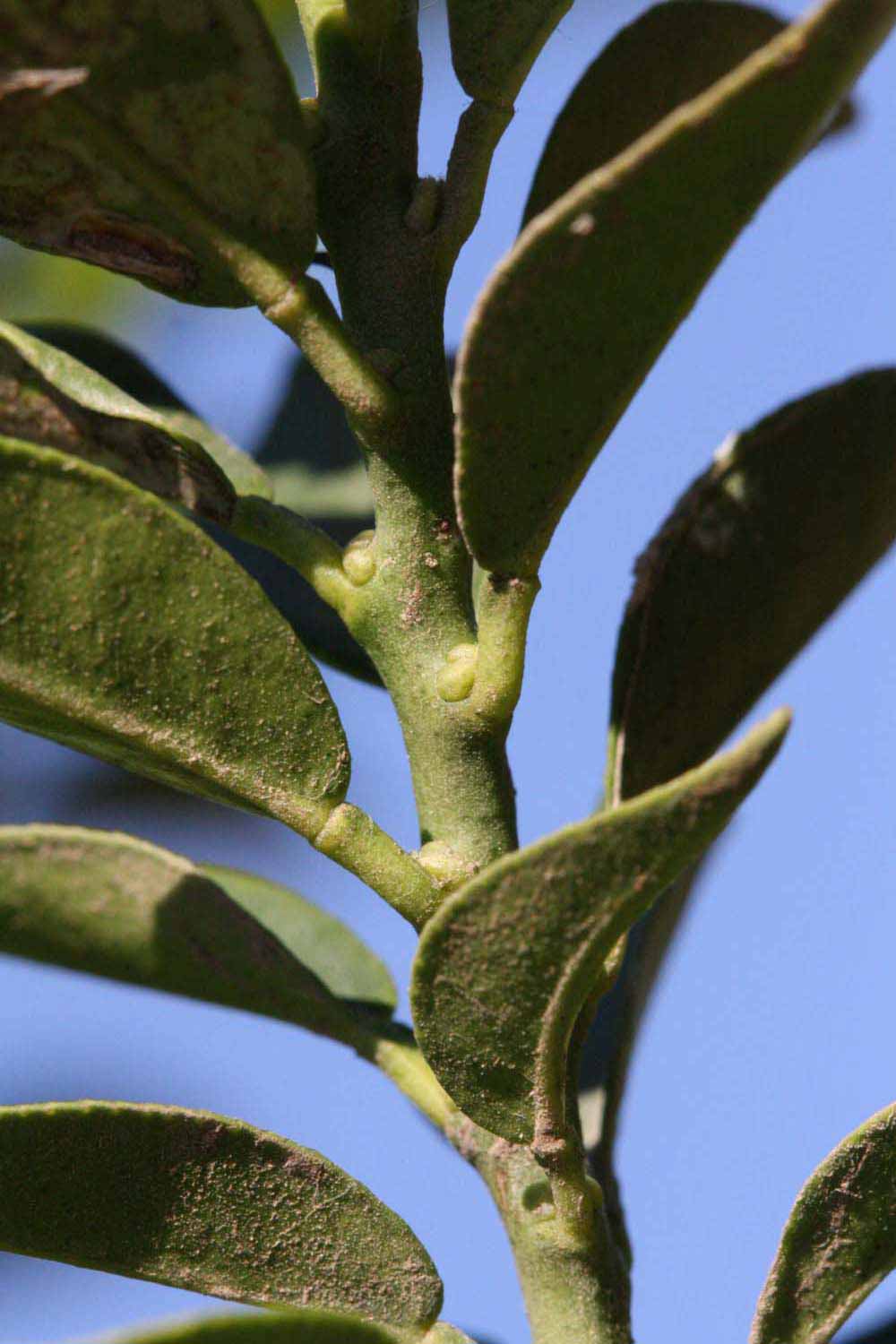            First year twig (Riverside, CA)   